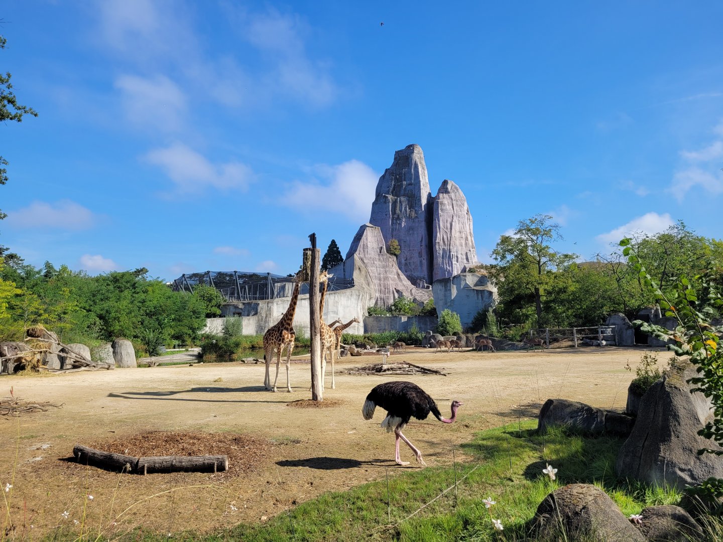 Clear savanna -Parc Zoologique de Paris (2022)