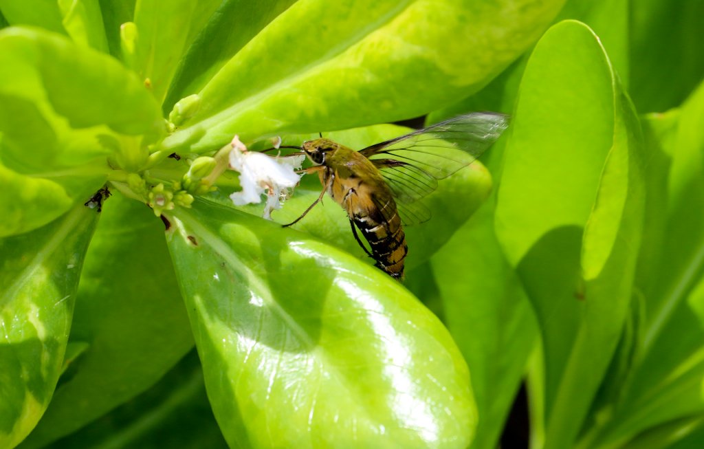 Clear-wing Hawk Moth