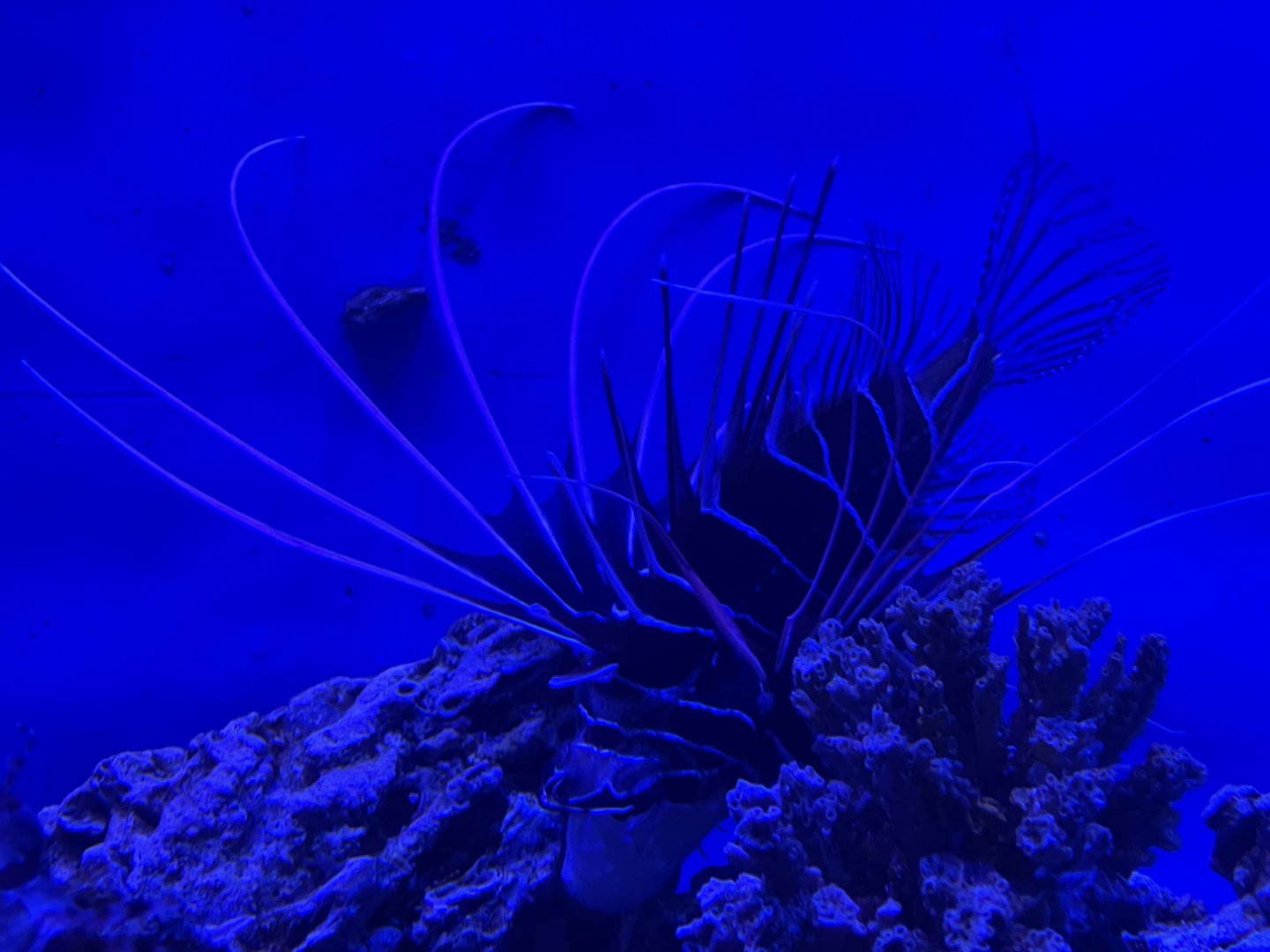 clearfin lionfish (pterois radiata) - BX Sea
