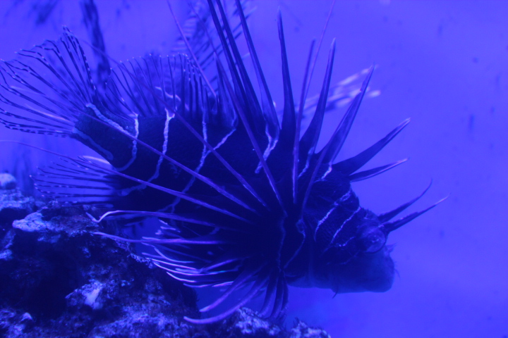 Clearfin lionfish (Pterois radiata) - BXSea