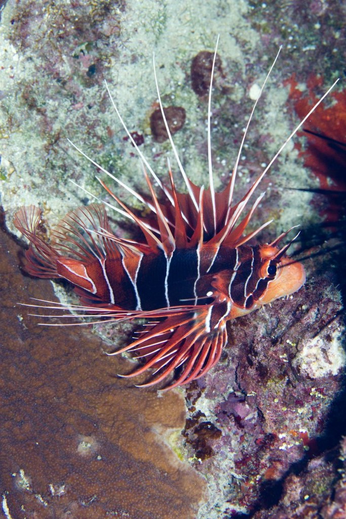 Clearfin Lionfish (Pterois radiata)