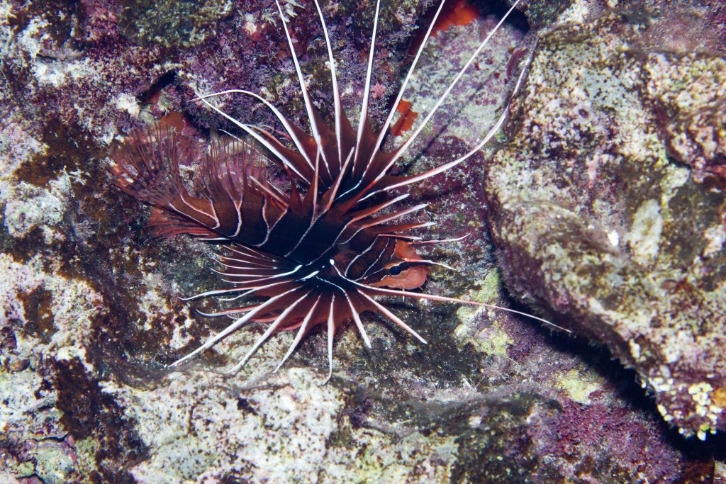 Clearfin Lionfish (Pterois radiata)