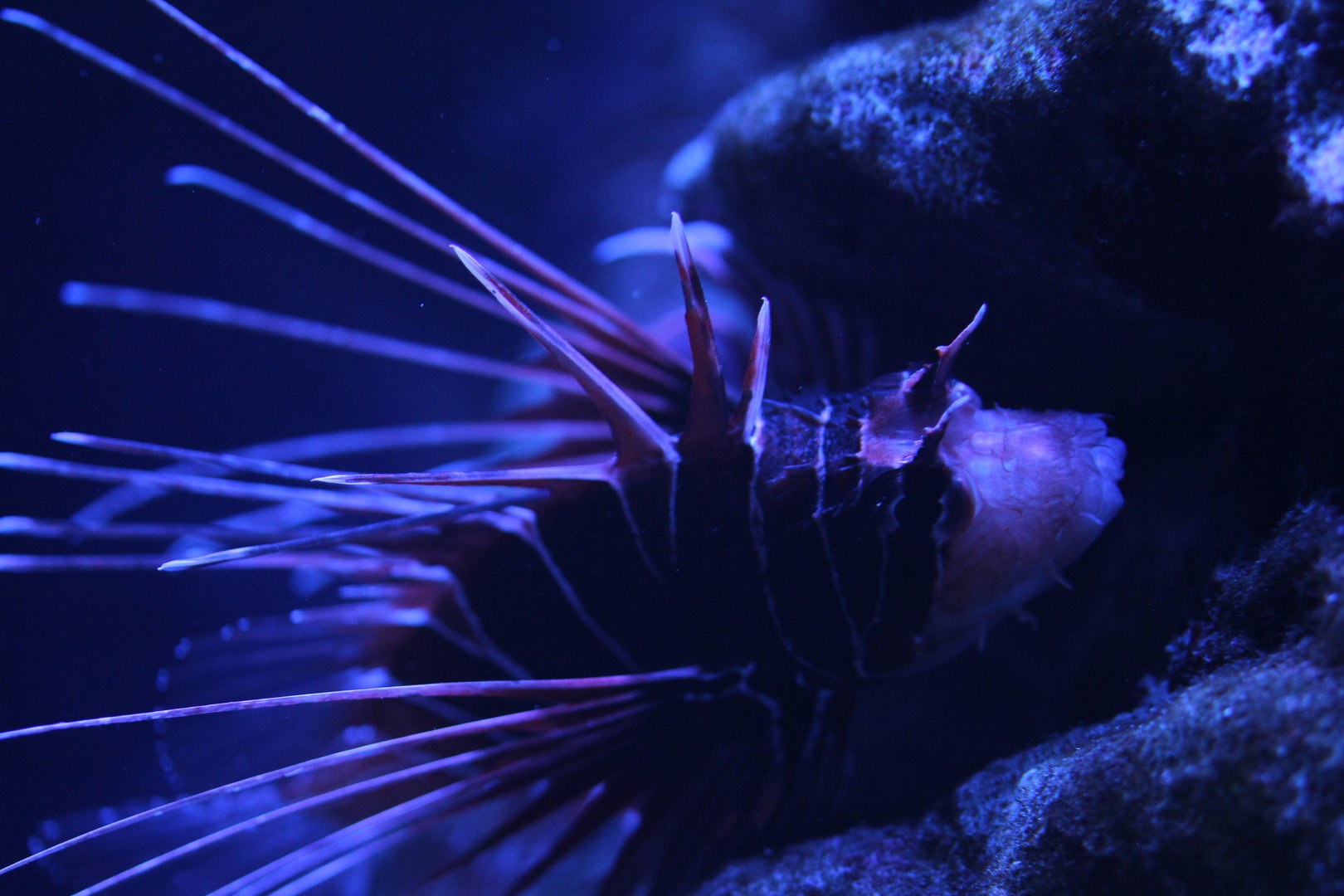 Clearfin lionfish (Pterois radiata)