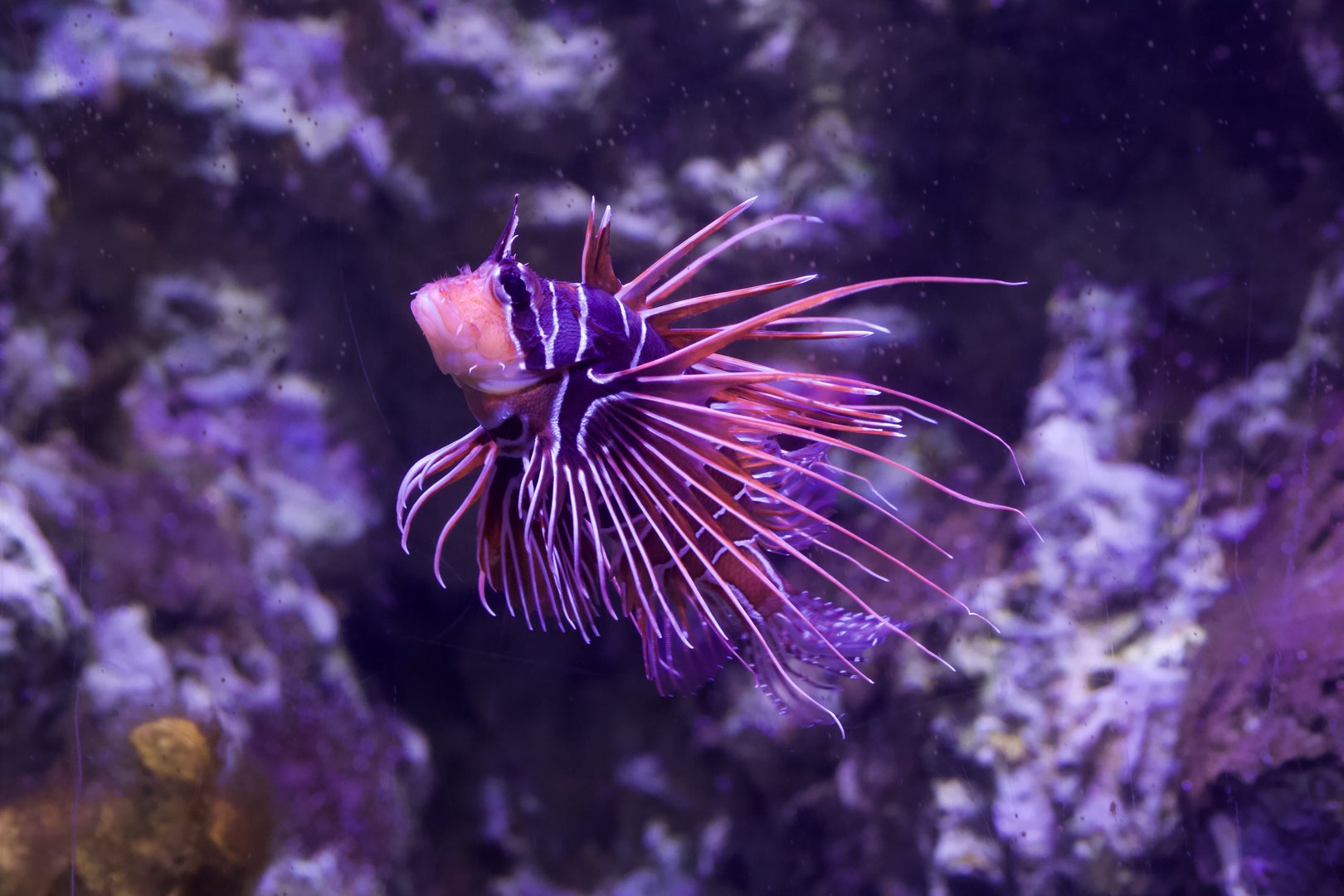 Clearfin lionfish/ Pterois radiata