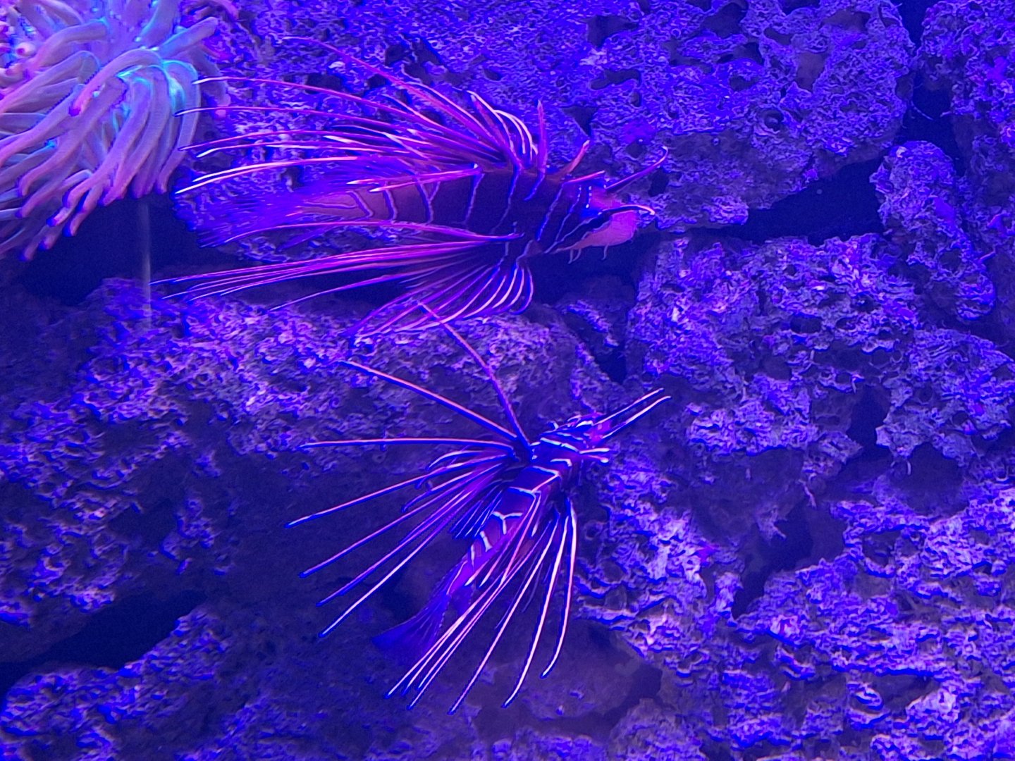 Clearfin Lionfish