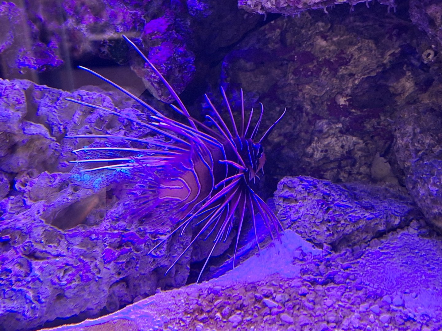 Clearfin Lionfish