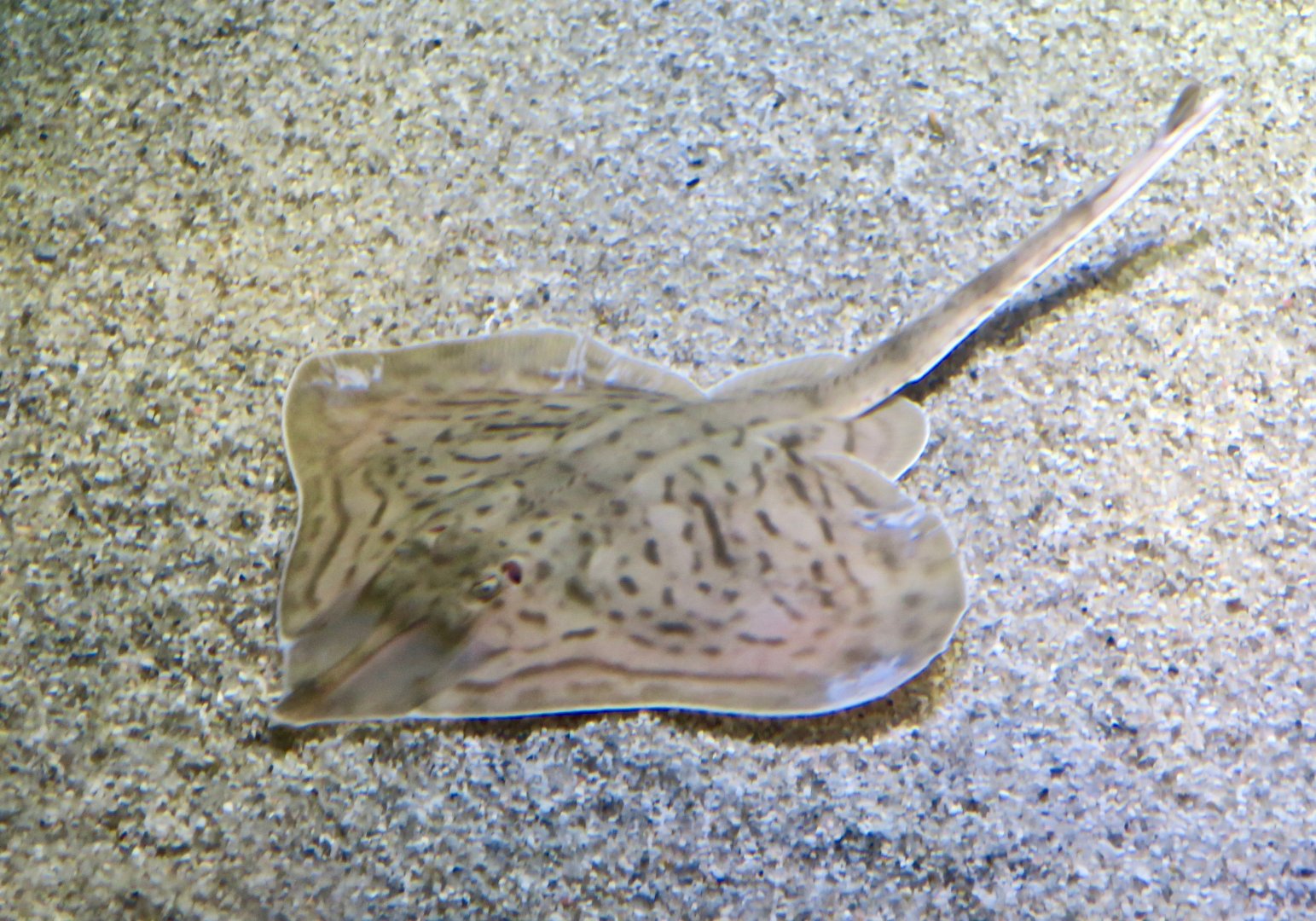 Clearnose Skate (Raja eglanteria)