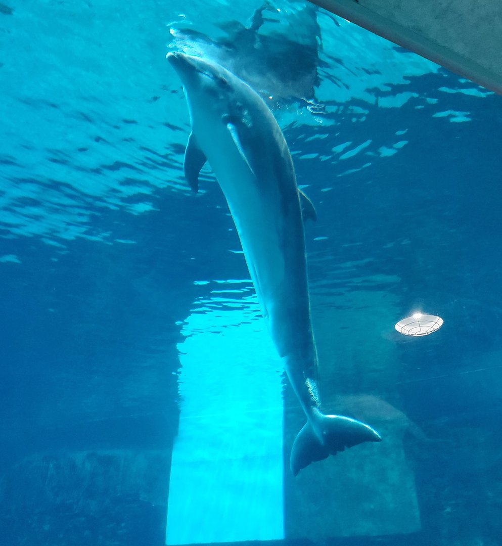 Clearwater Marine Aquarium - Bottlenose Dolphin