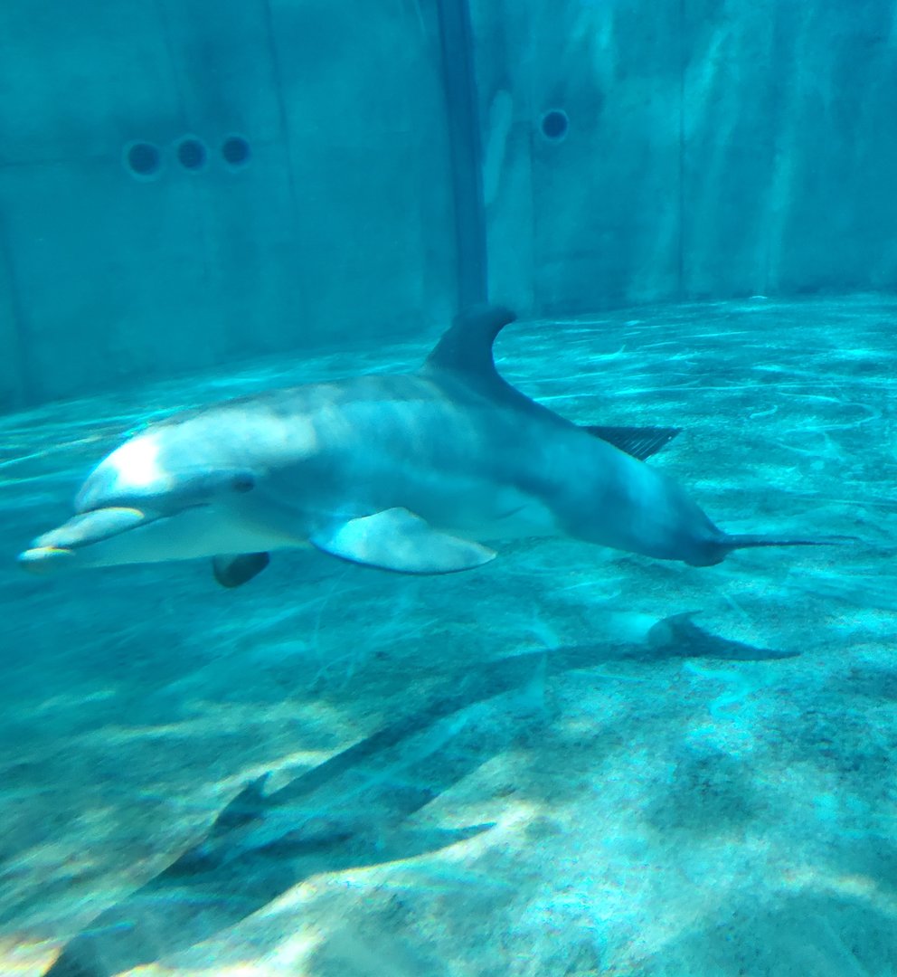 Clearwater Marine Aquarium - Bottlenose Dolphin