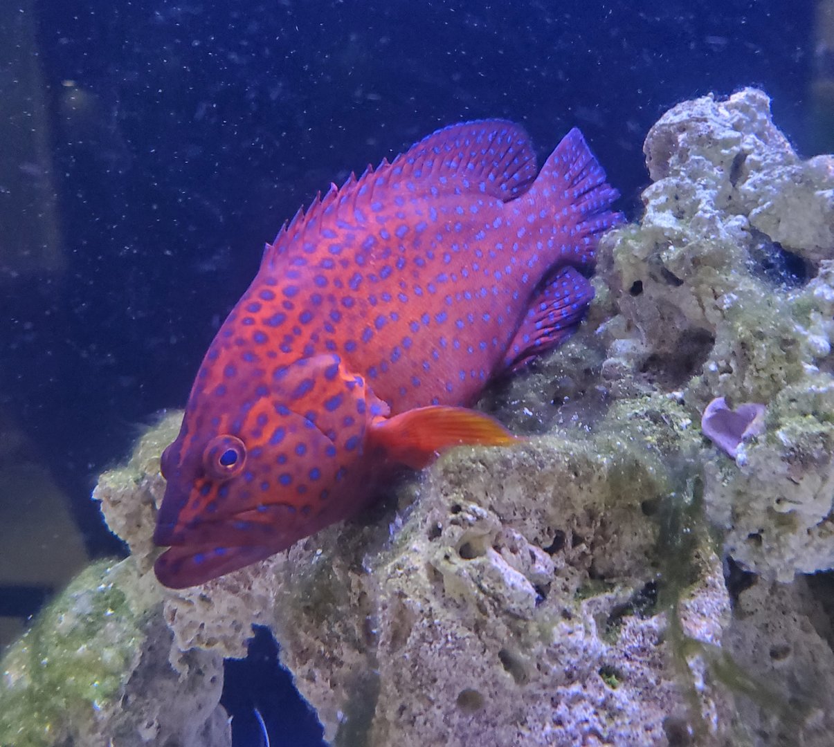 Clearwater Marine Aquarium - Coral Grouper