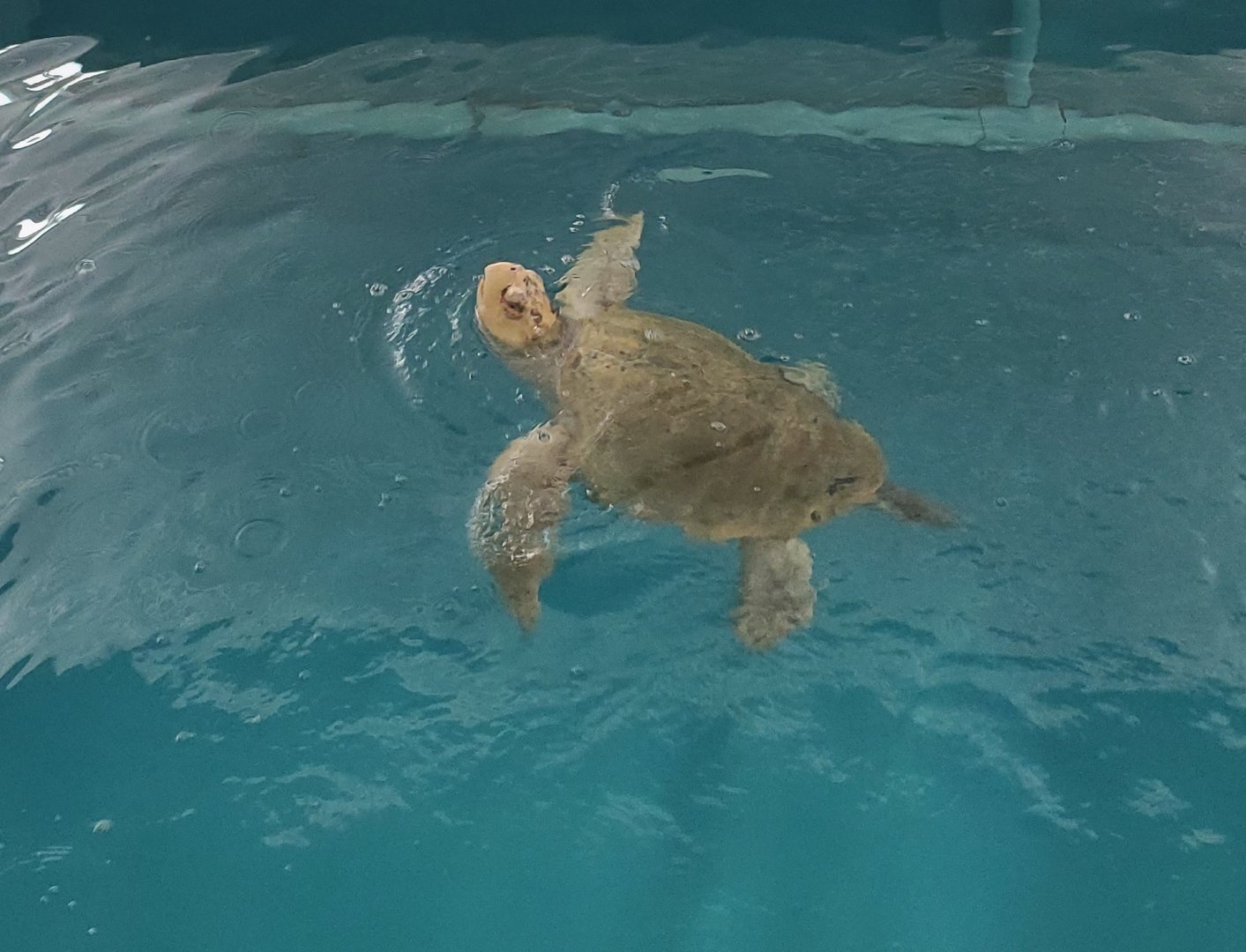 Clearwater Marine Aquarium - Kemp's Ridley