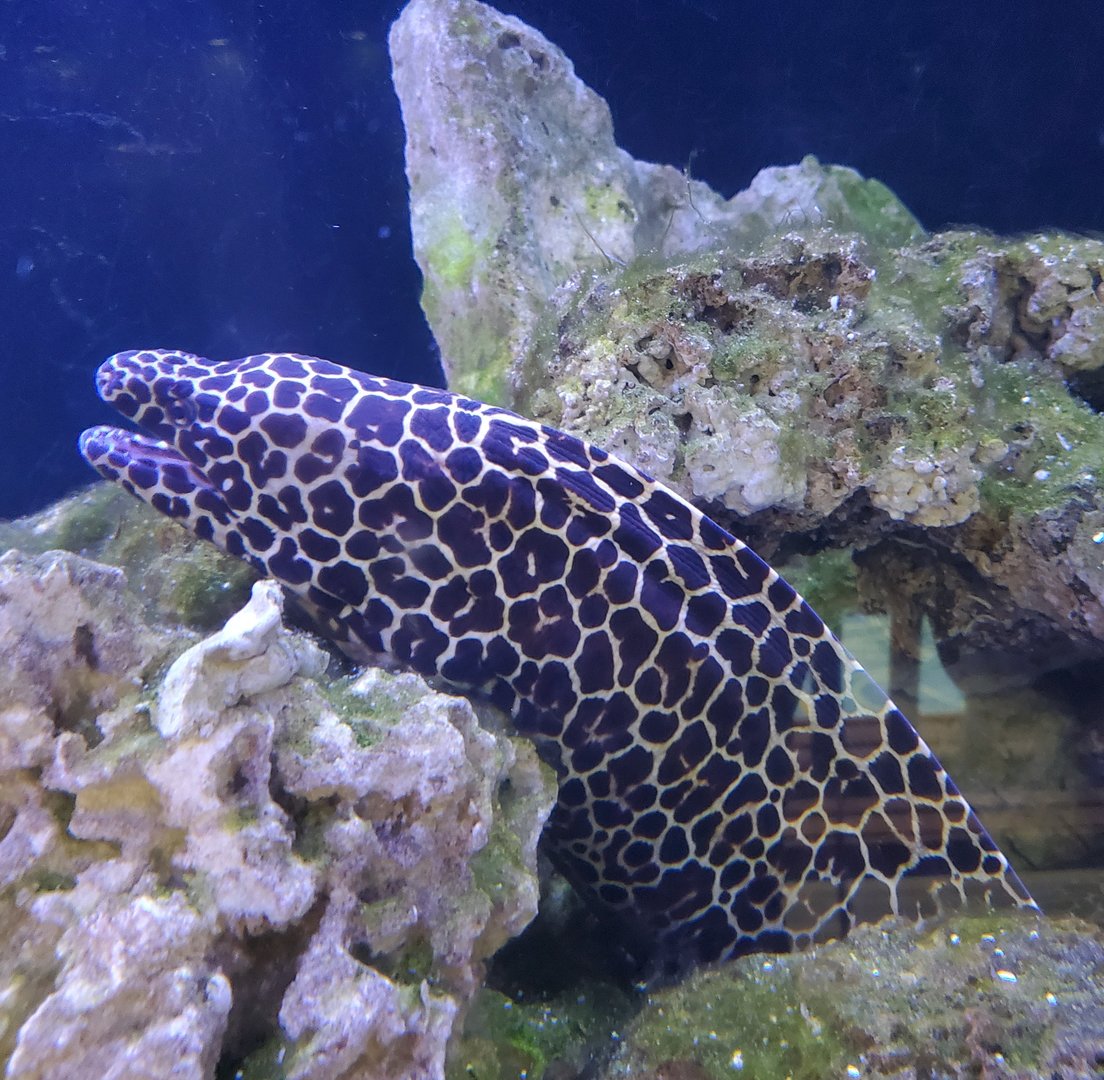 Clearwater Marine Aquarium - Leopard Moray