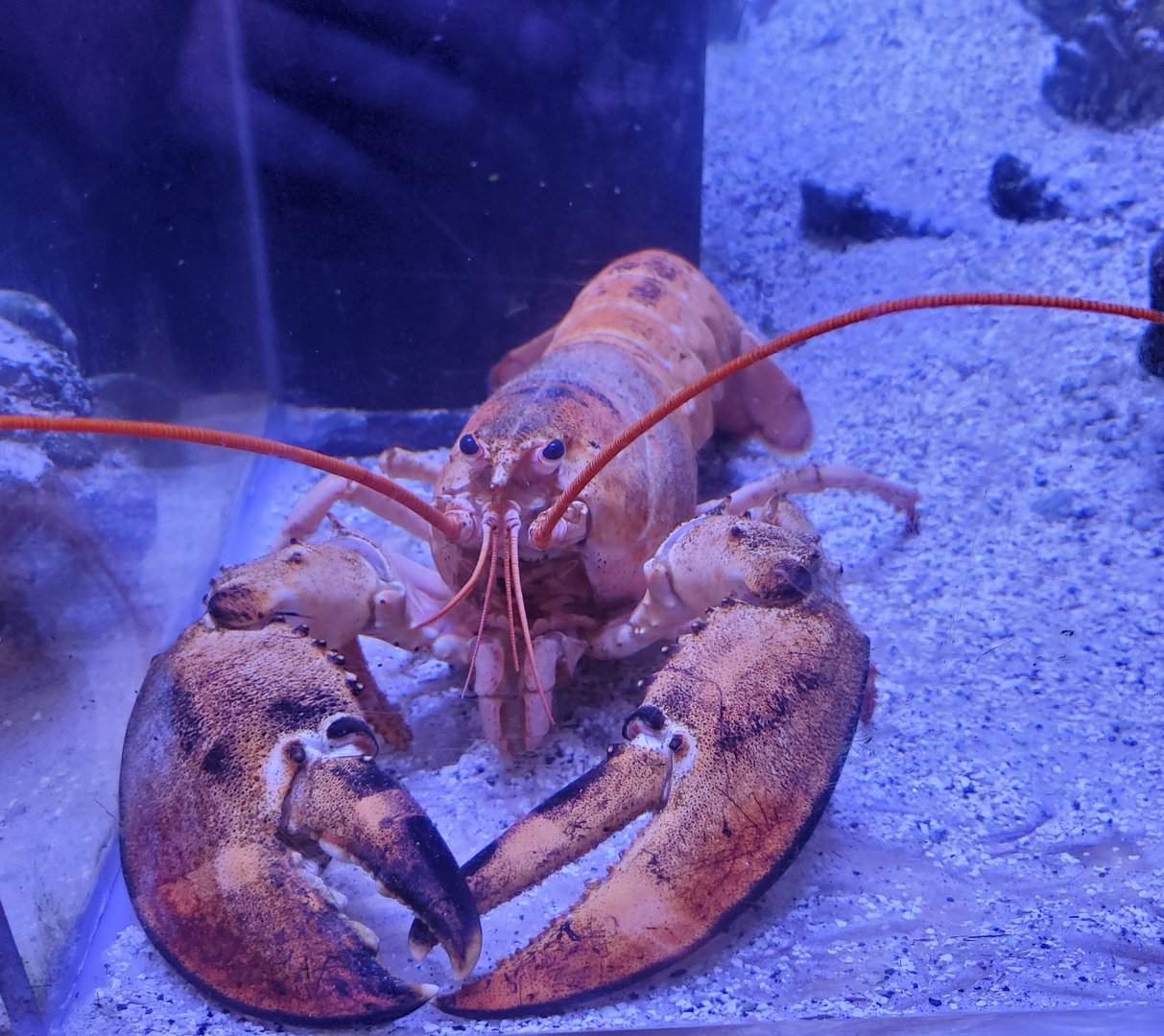 Clearwater Marine Aquarium - Lobster