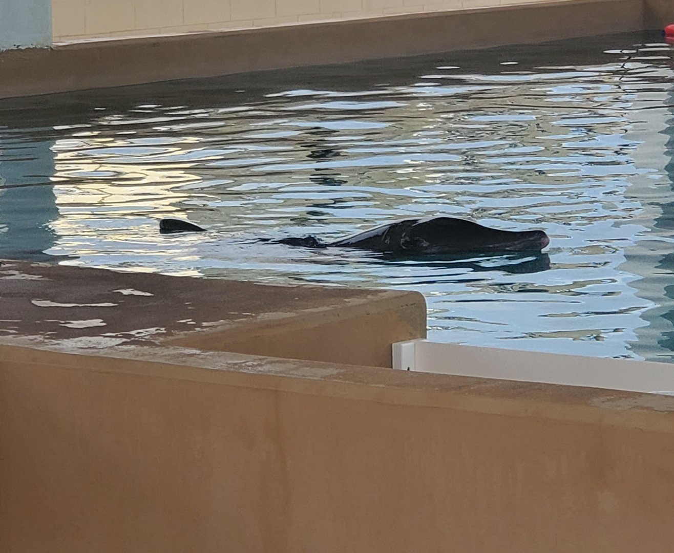 Clearwater Marine Aquarium - Rough-toothed Dolphin