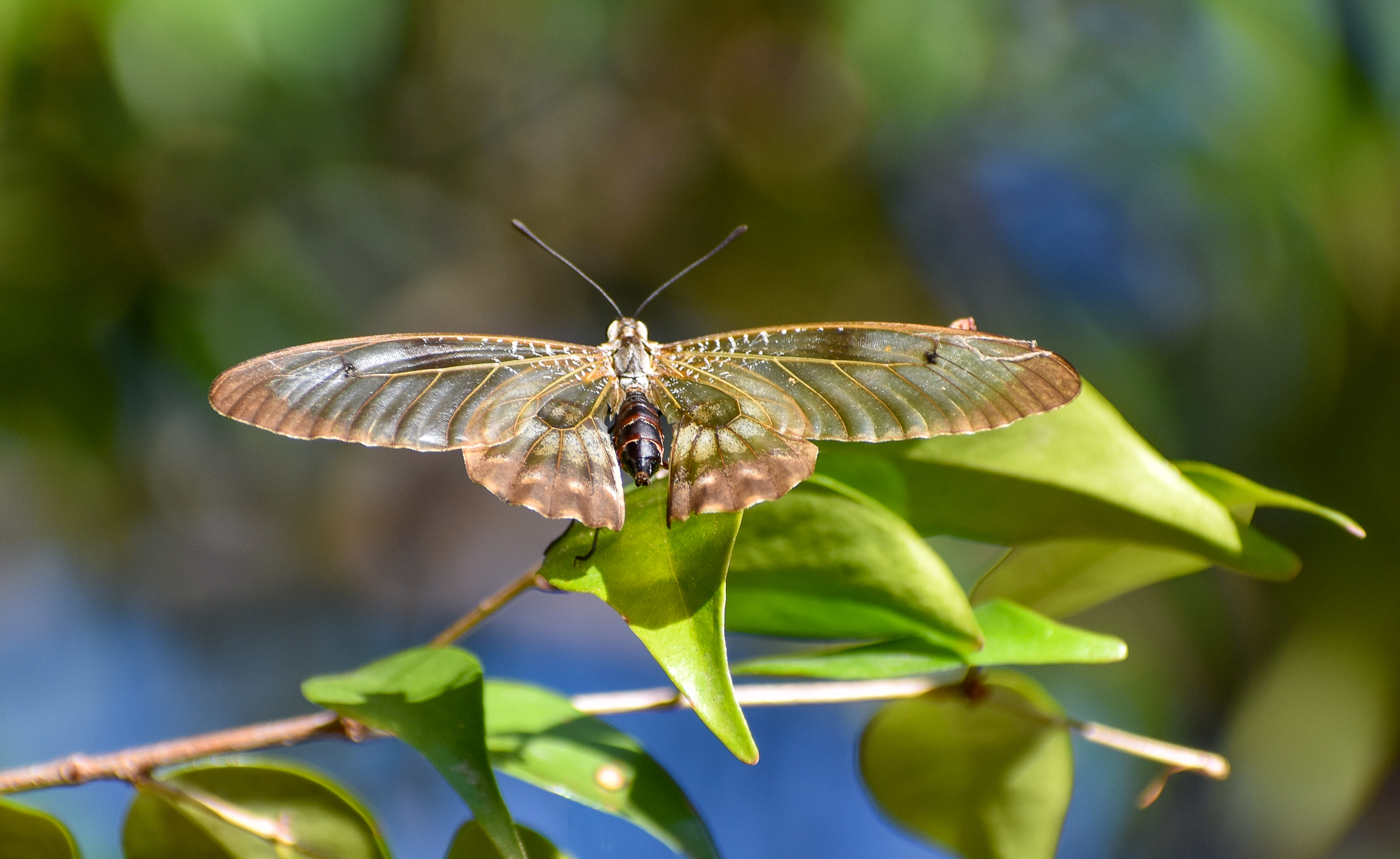Clearwing Swallowtail