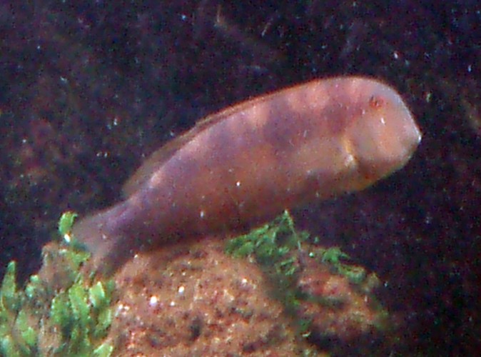 Cleaver Wrasse (Xyrichthys novacula)