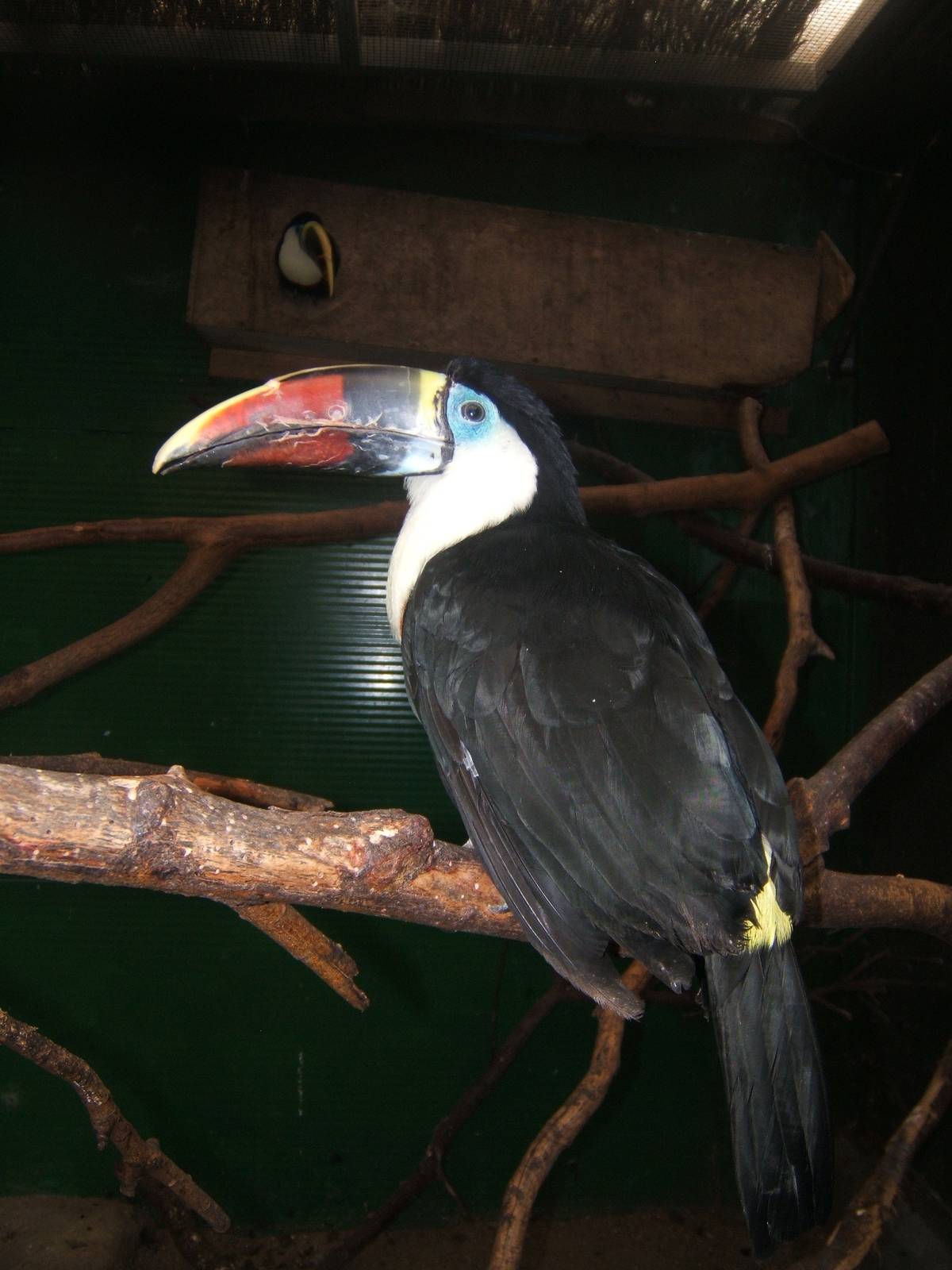 Cleethorpes The Jungle