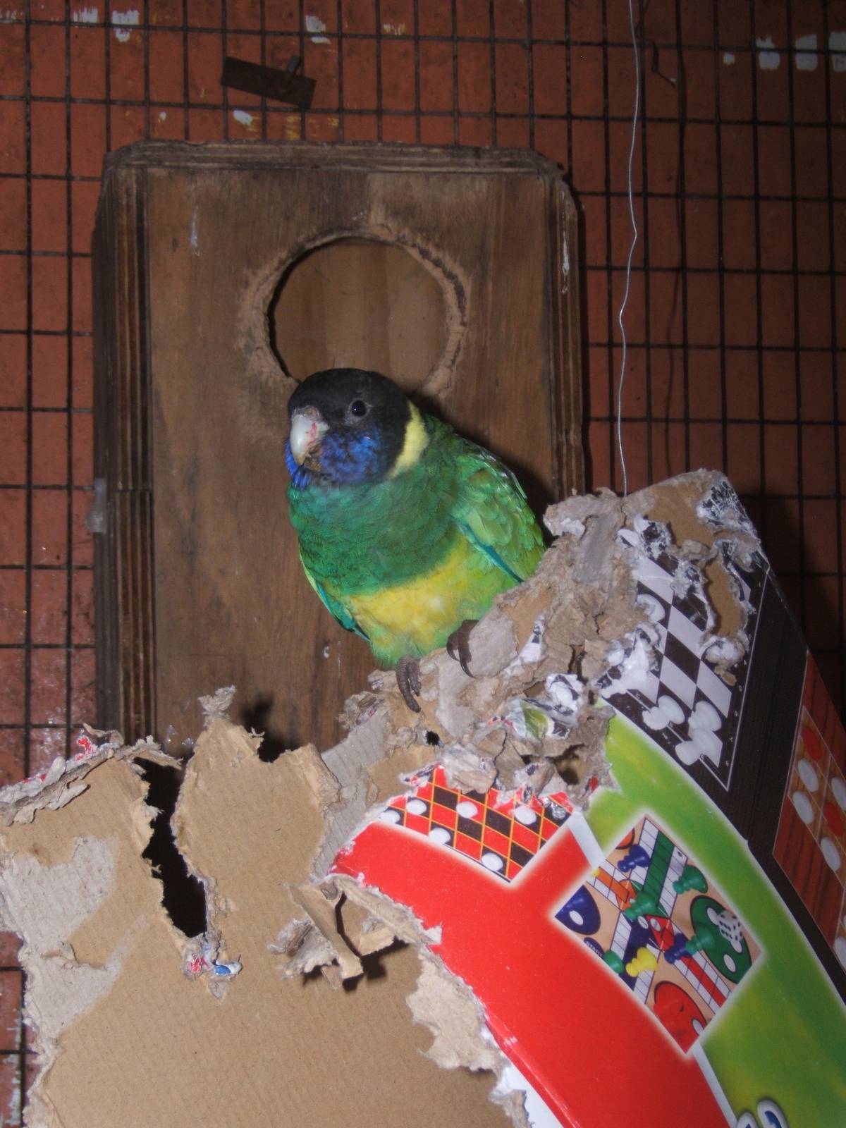 Cleethorpes The Jungle