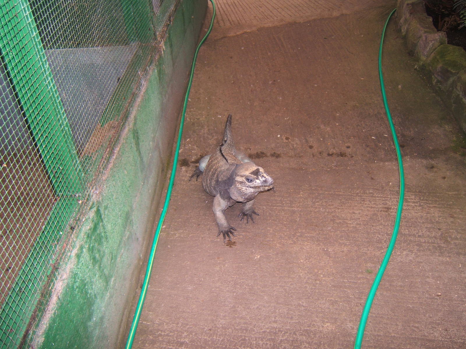 Cleethorpes The Jungle