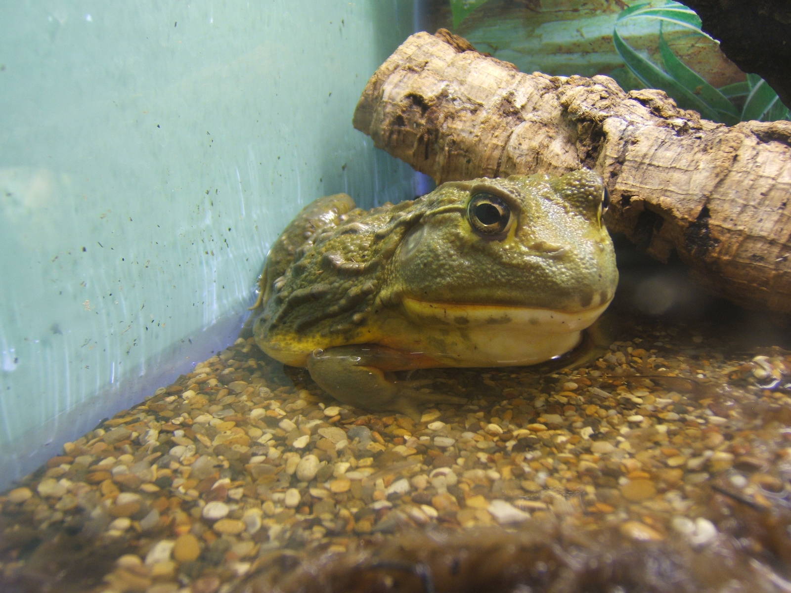 Cleethorpes The Jungle