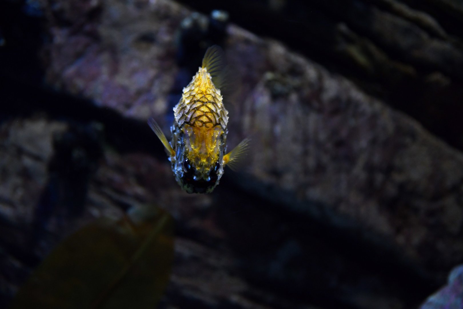 Cleidopus gloriamaris