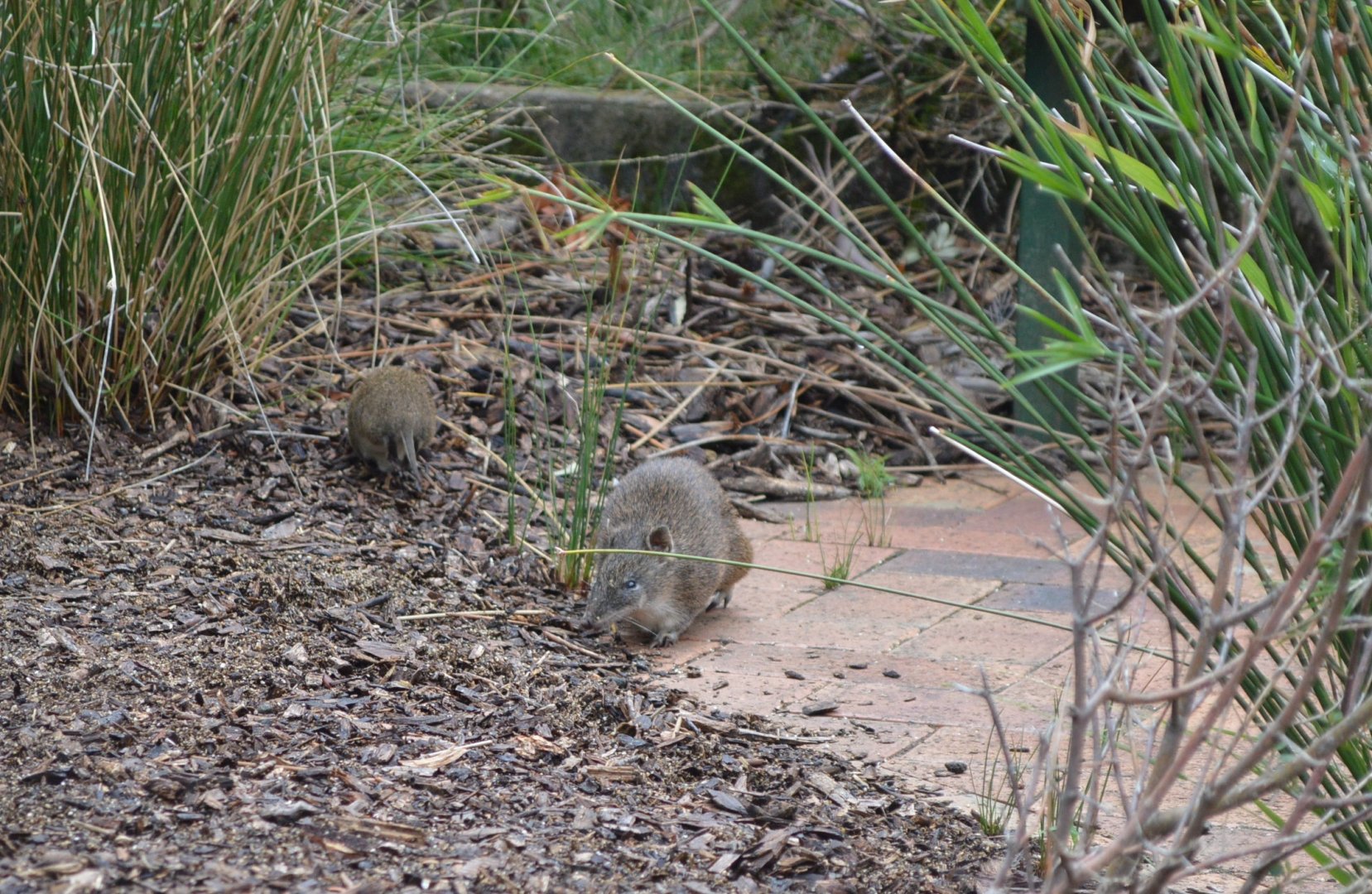 Cleland-Bandicoot And Young