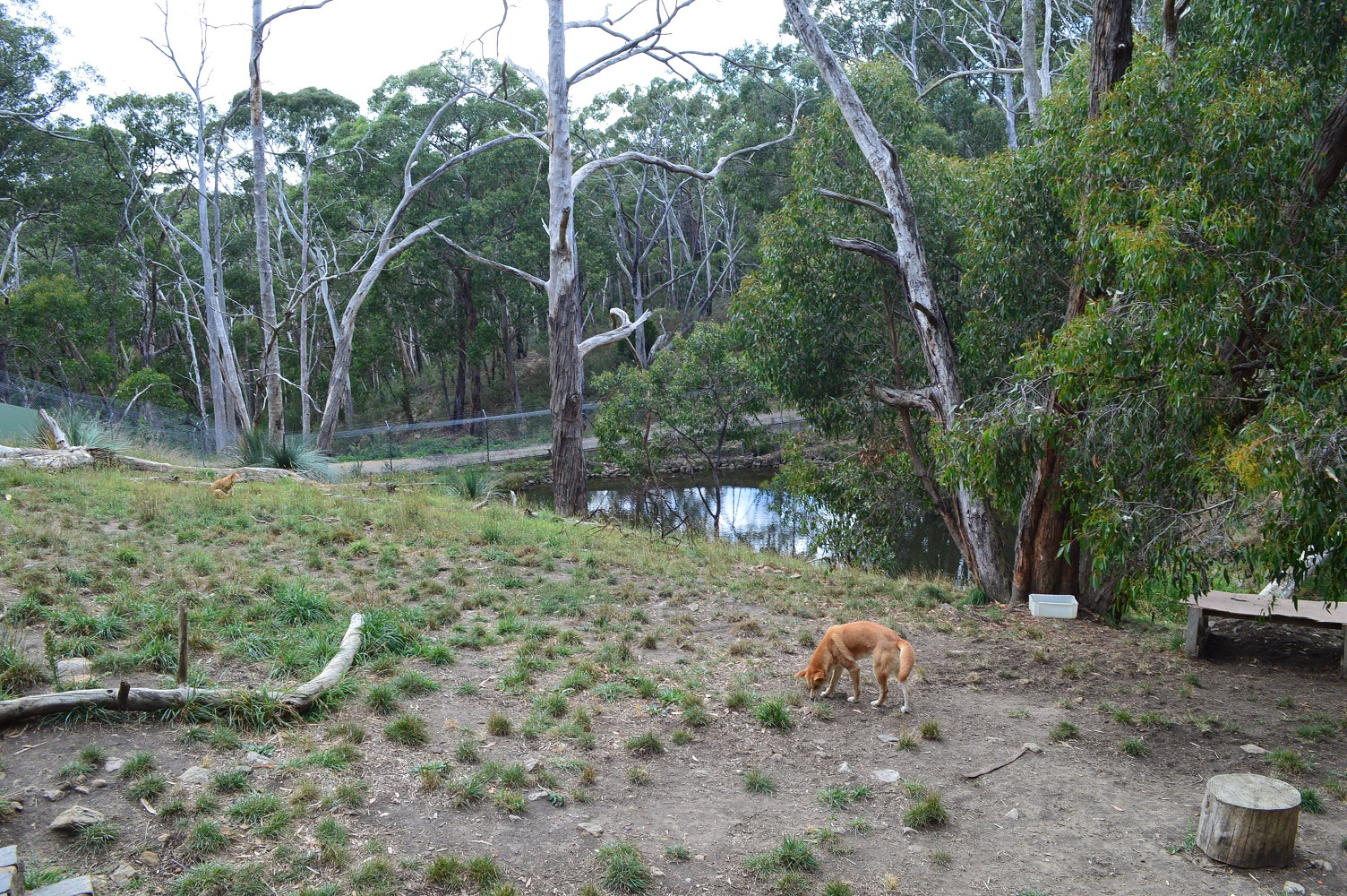 Cleland- Dingo Enclosure