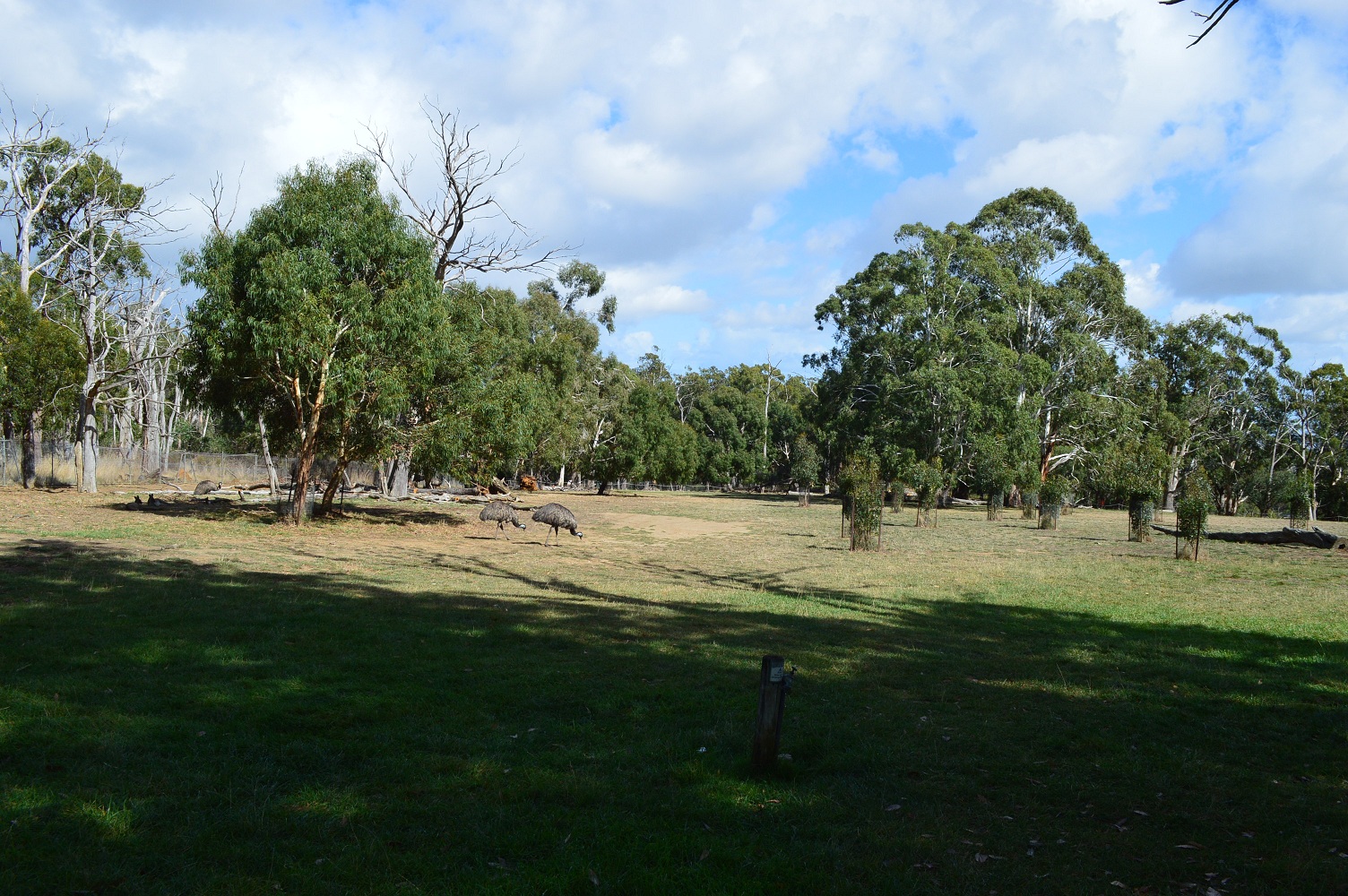 Cleland- Walkthrough Emu, Roo And Cape Barren