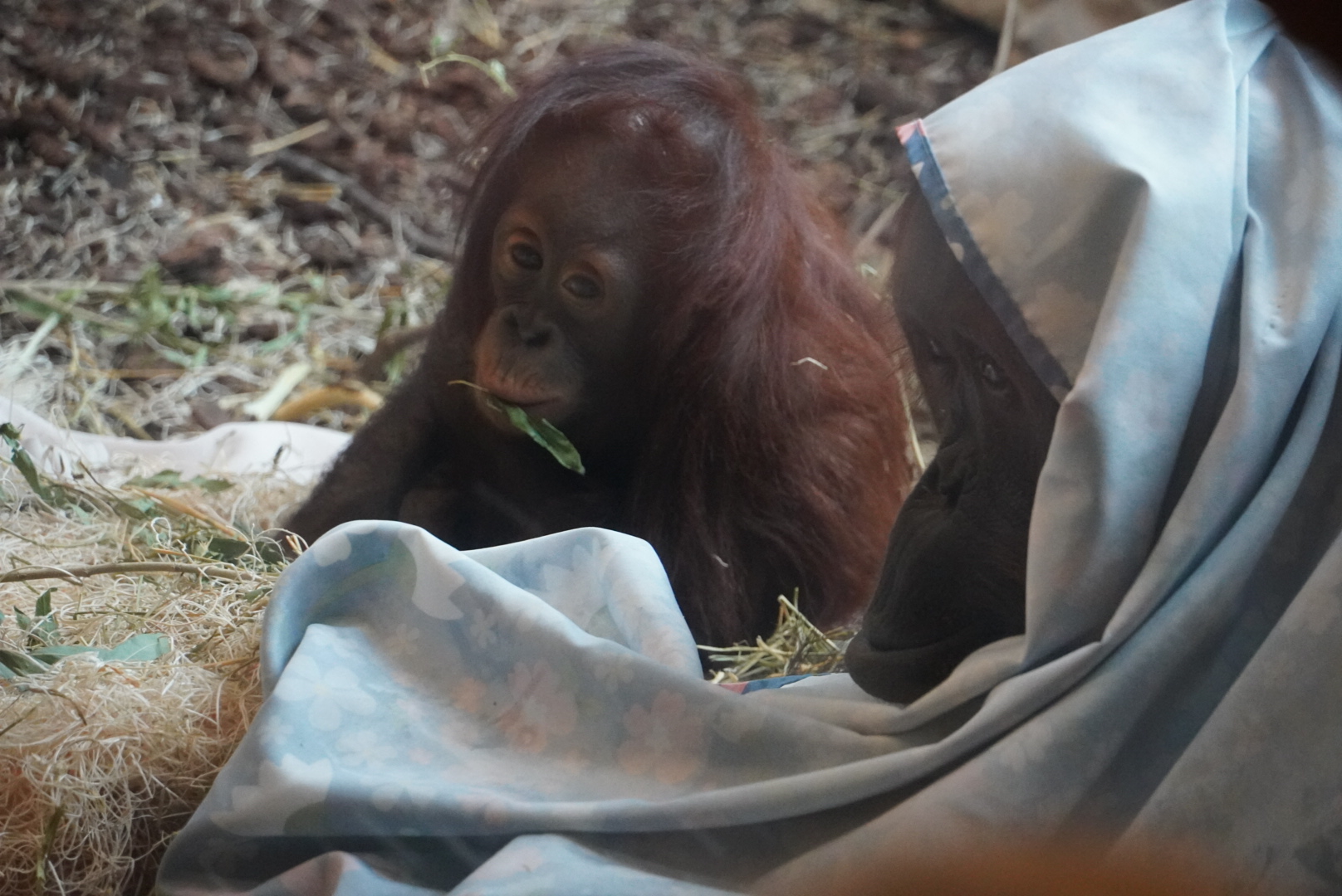 “Clementine”, Bornean Orangutan