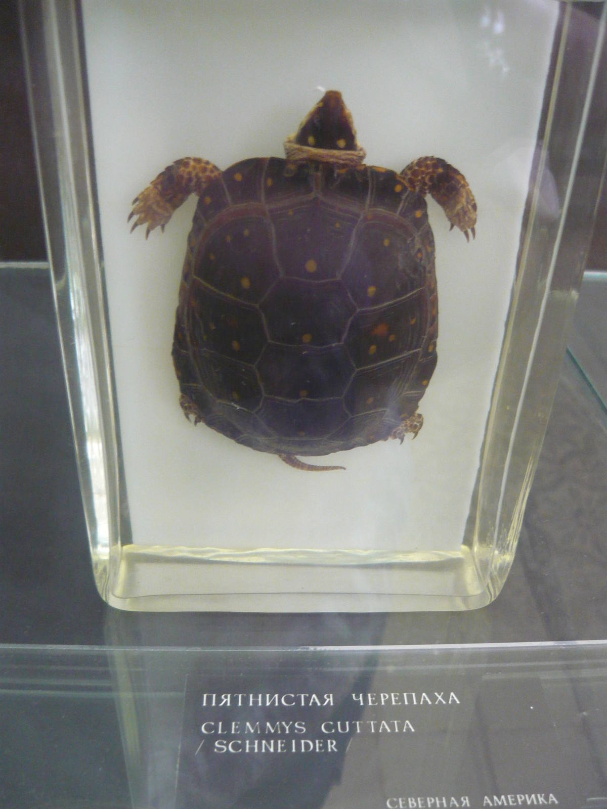 Clemmys guttata wet specimen