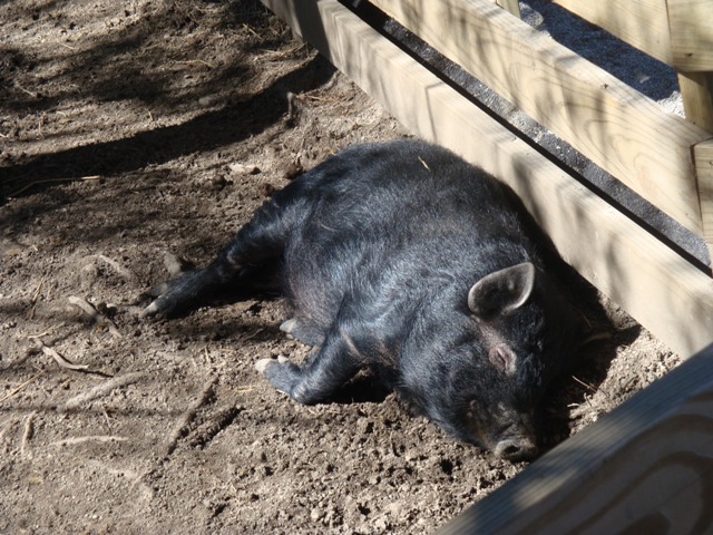 Cletus the Guinea Hog in Farmland