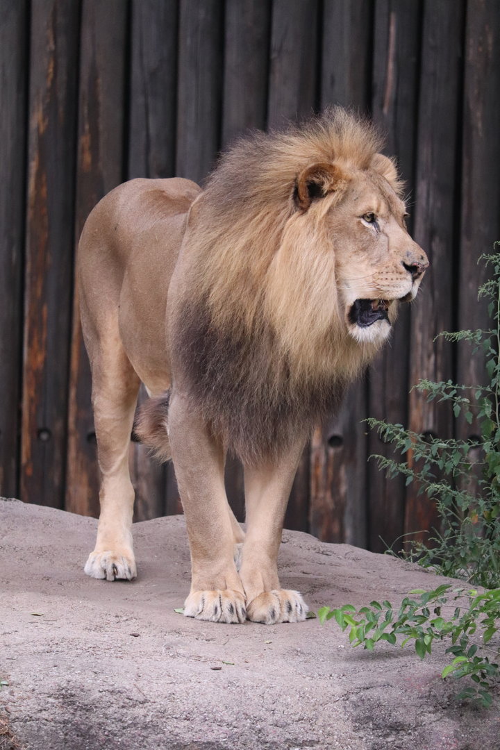 Cleveland Metroparks zoo - African Lion