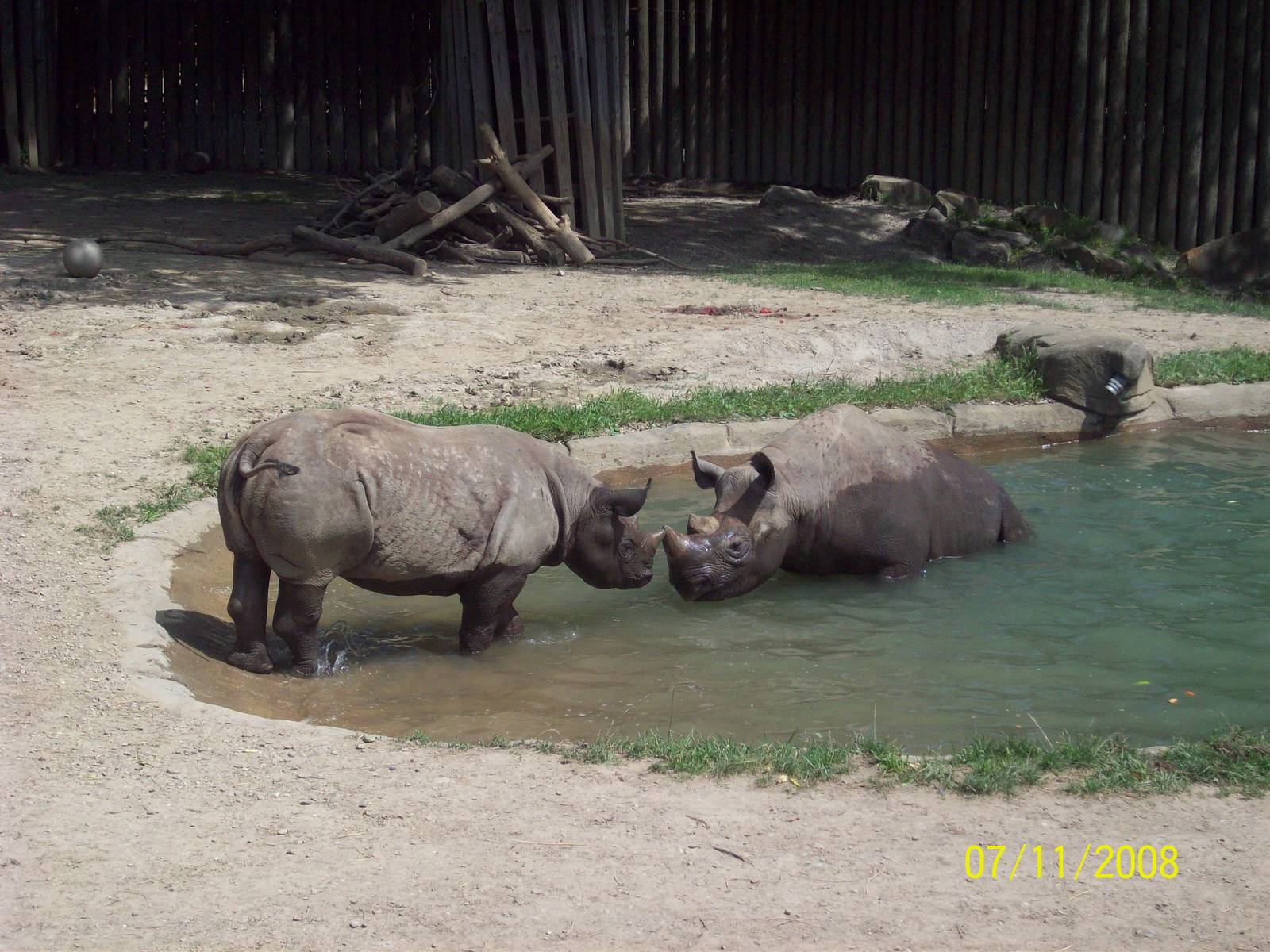 Cleveland Metroparks Zoo Black Rhinos