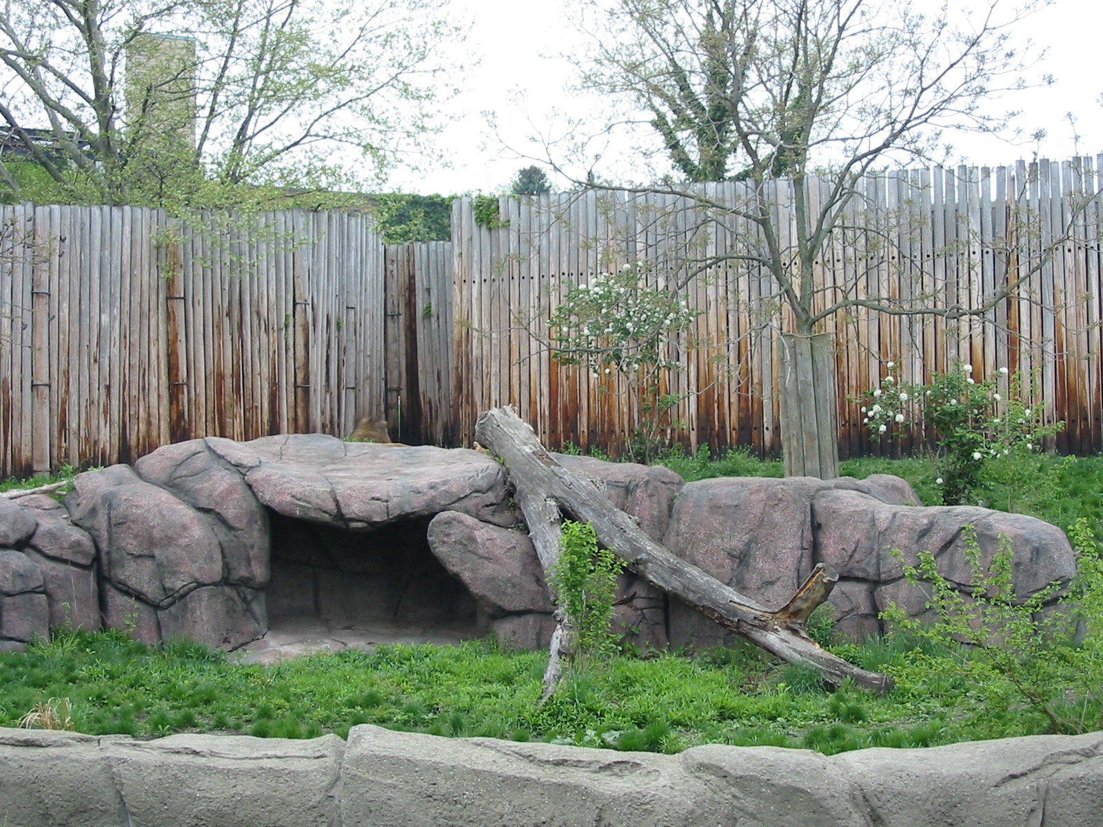Cleveland Zoo 2003 - African Lion exhibit