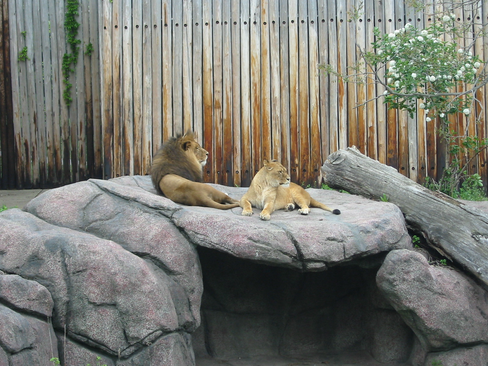 Cleveland Zoo 2003 - African Lions