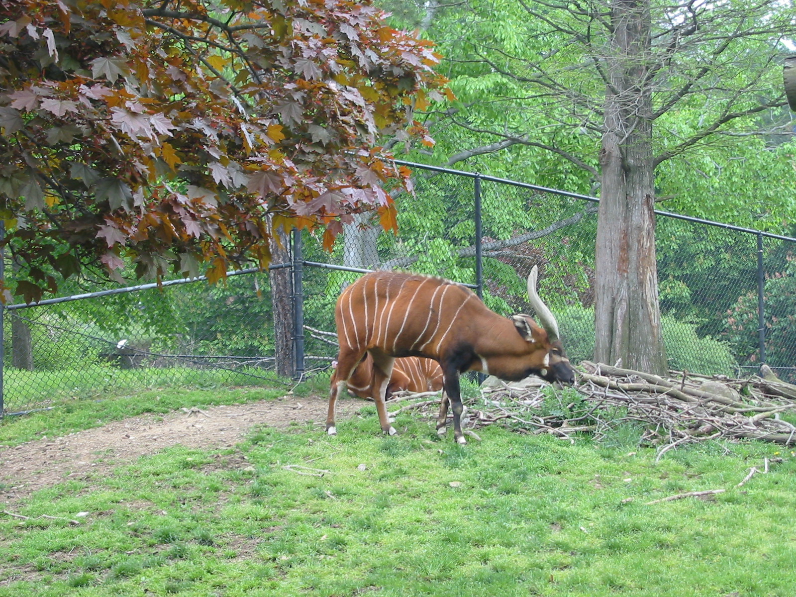 Cleveland Zoo 2003 - Bongo