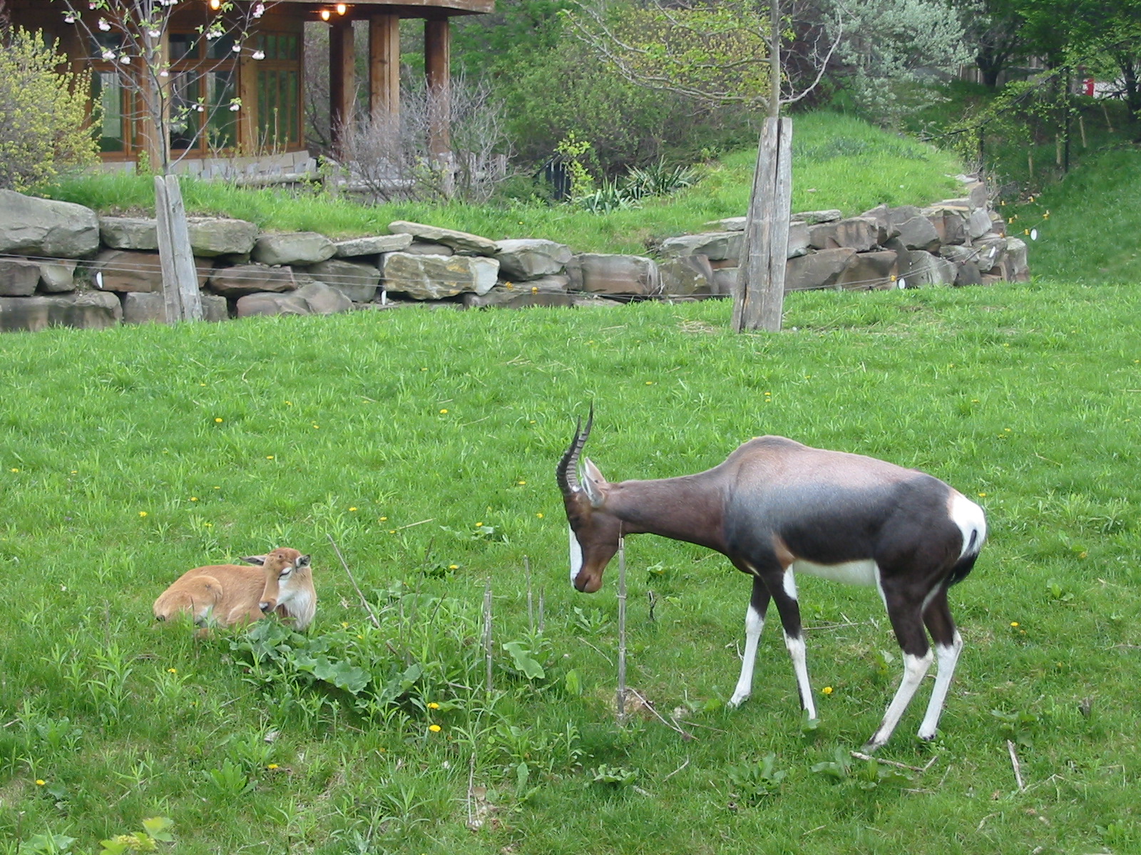 Cleveland Zoo 2003 - Bontebok and offspring