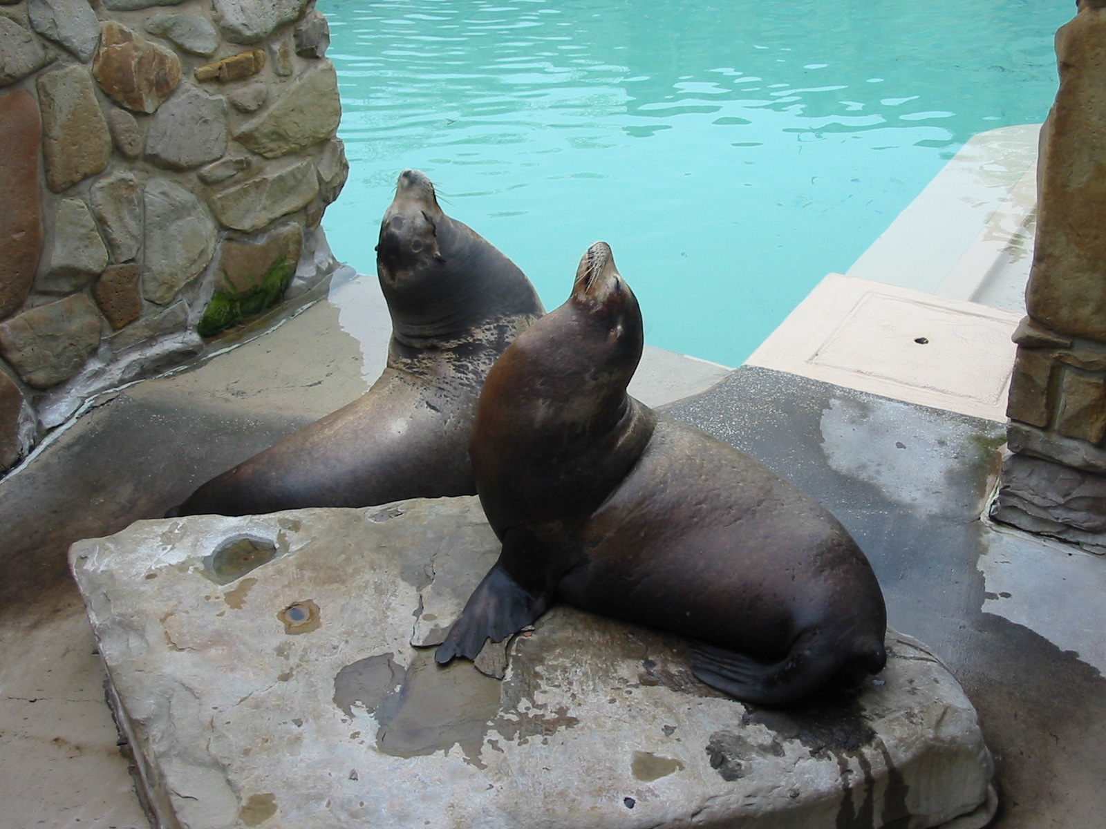 Cleveland Zoo 2003 - California Sea Lions in the Northern Trek