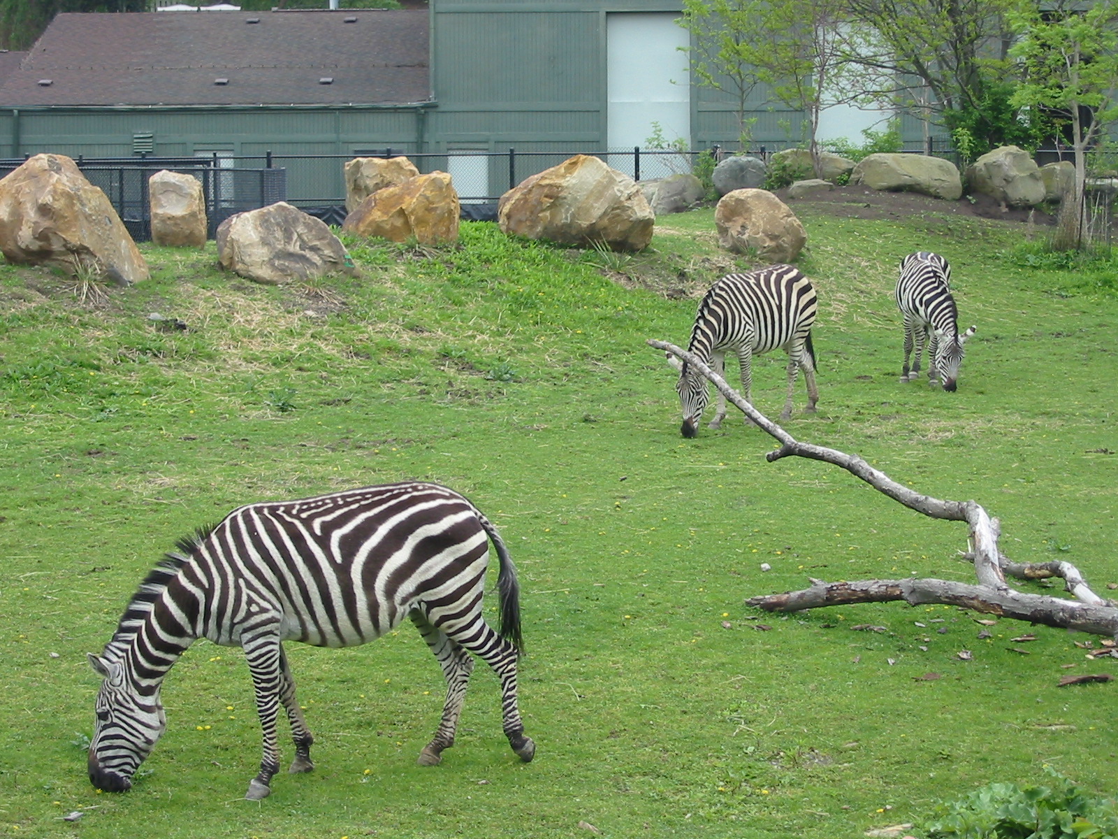 Cleveland Zoo 2003 - Grants Zebra exhibit