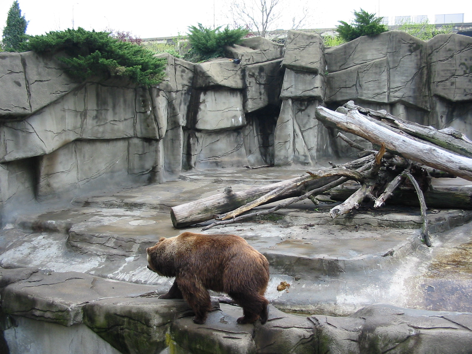 Cleveland Zoo 2003 - Grizzly Bear exhibit in the Northern Trek