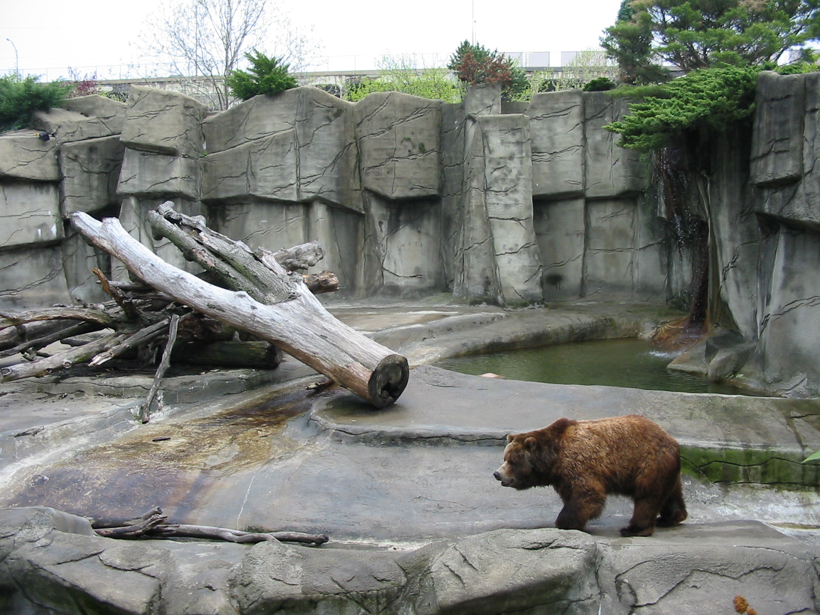 Cleveland Zoo 2003 - Grizzly Bear exhibit in the Northern Trek