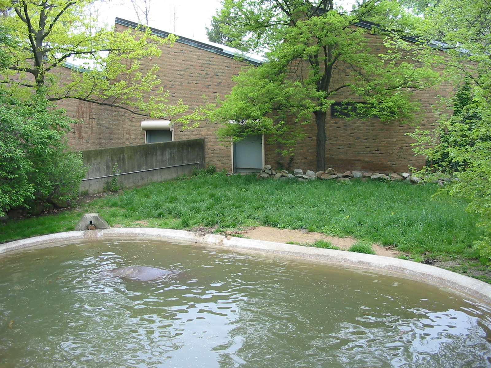Cleveland Zoo 2003 - Hippopotamus exhibit at the old Pachyderm House