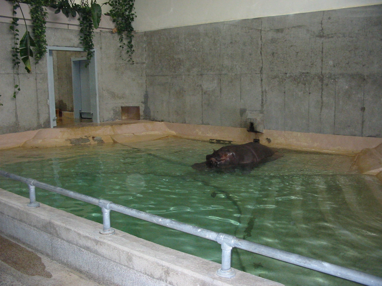 Cleveland Zoo 2003 - Hippopotamus inside the old Pachyderm House