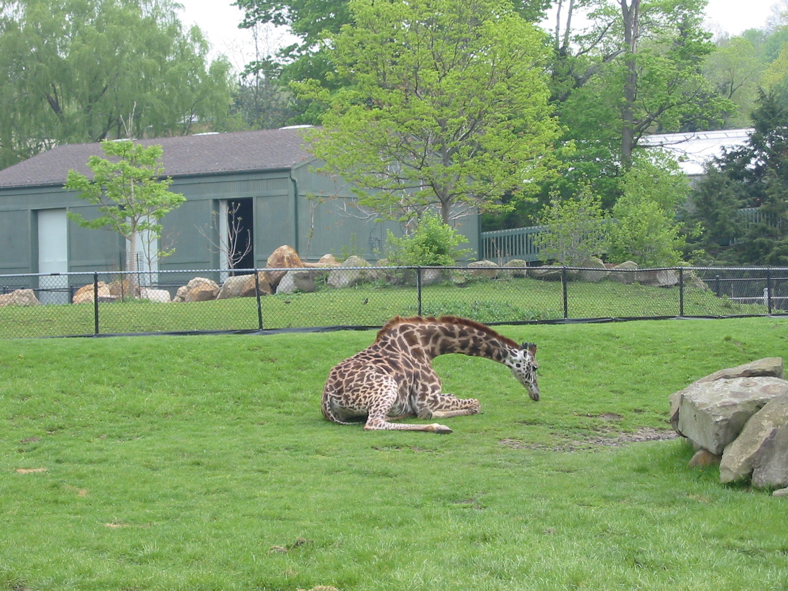 Cleveland Zoo 2003 - Masai Giraffe
