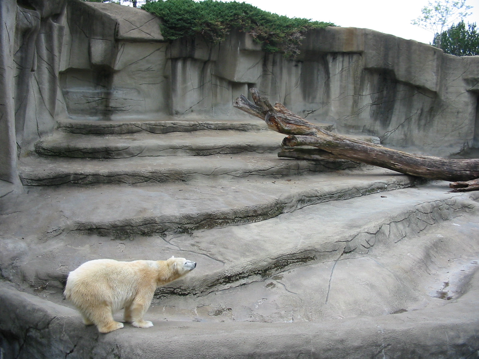 Cleveland Zoo 2003 - One of two Polar Bear exhibits in the Northern Trek