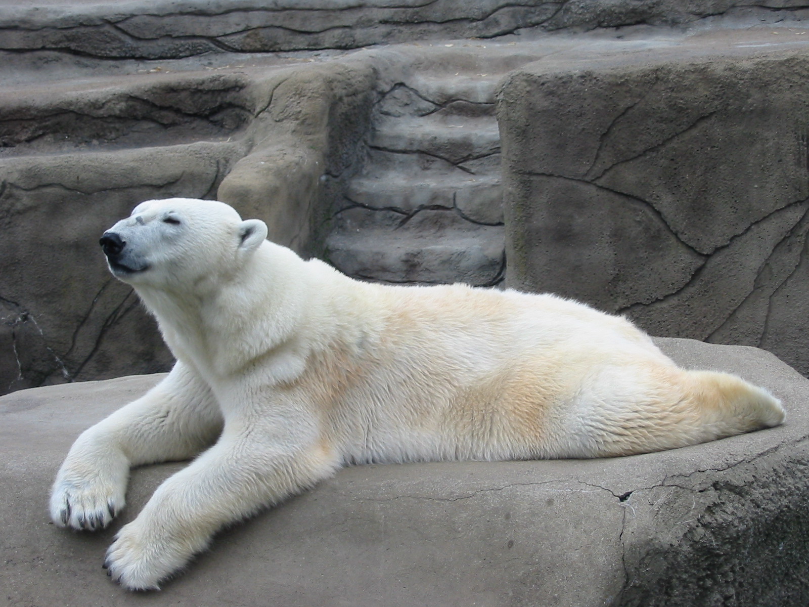 Cleveland Zoo 2003 - Polar Bear in the Northern Trek