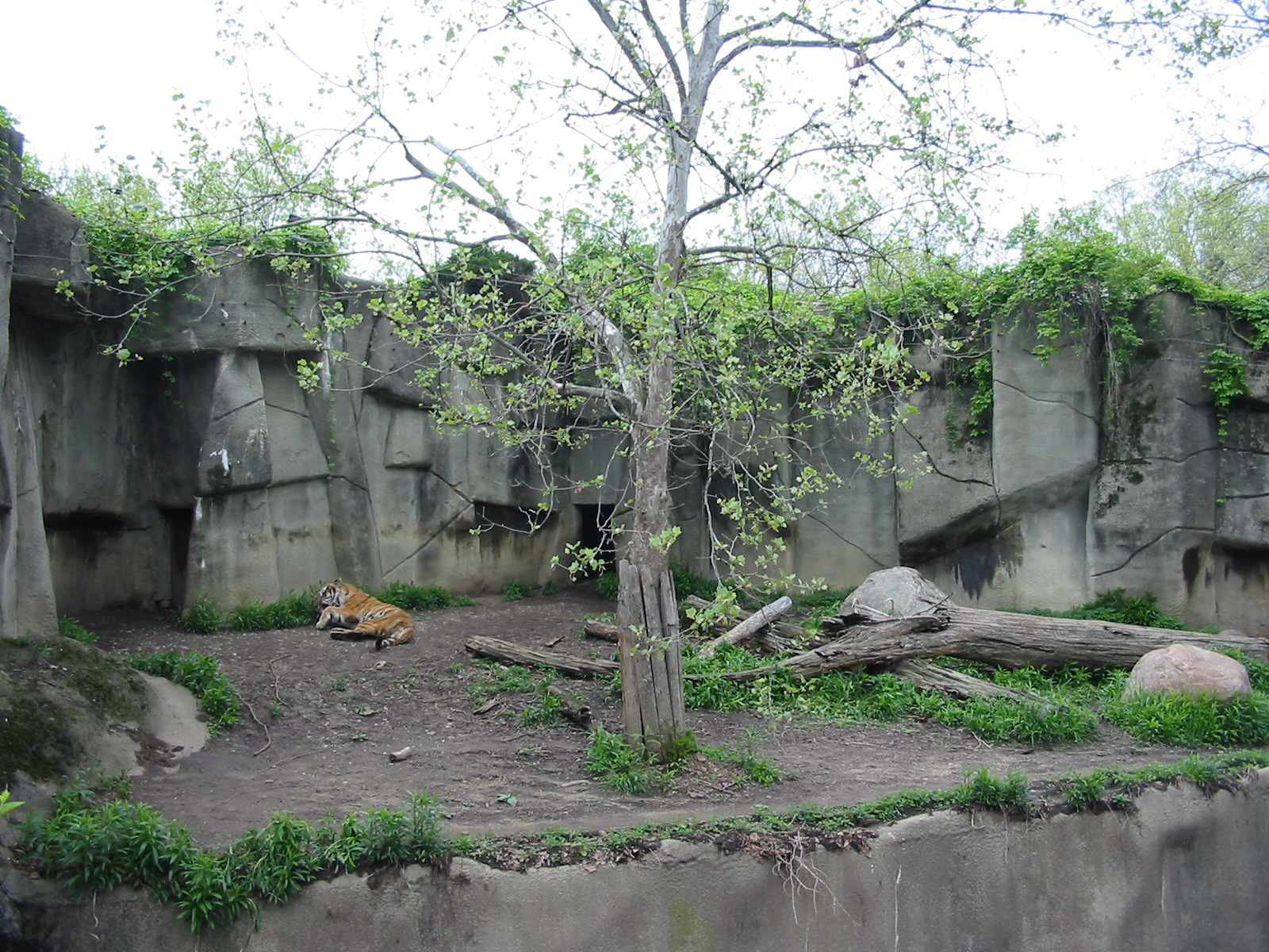 Cleveland Zoo 2003 - Siberian Tiger exhibit in the Northern Trek