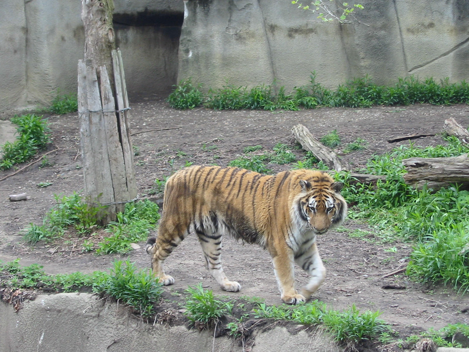 Cleveland Zoo 2003 - Siberian Tiger in the Northern Trek