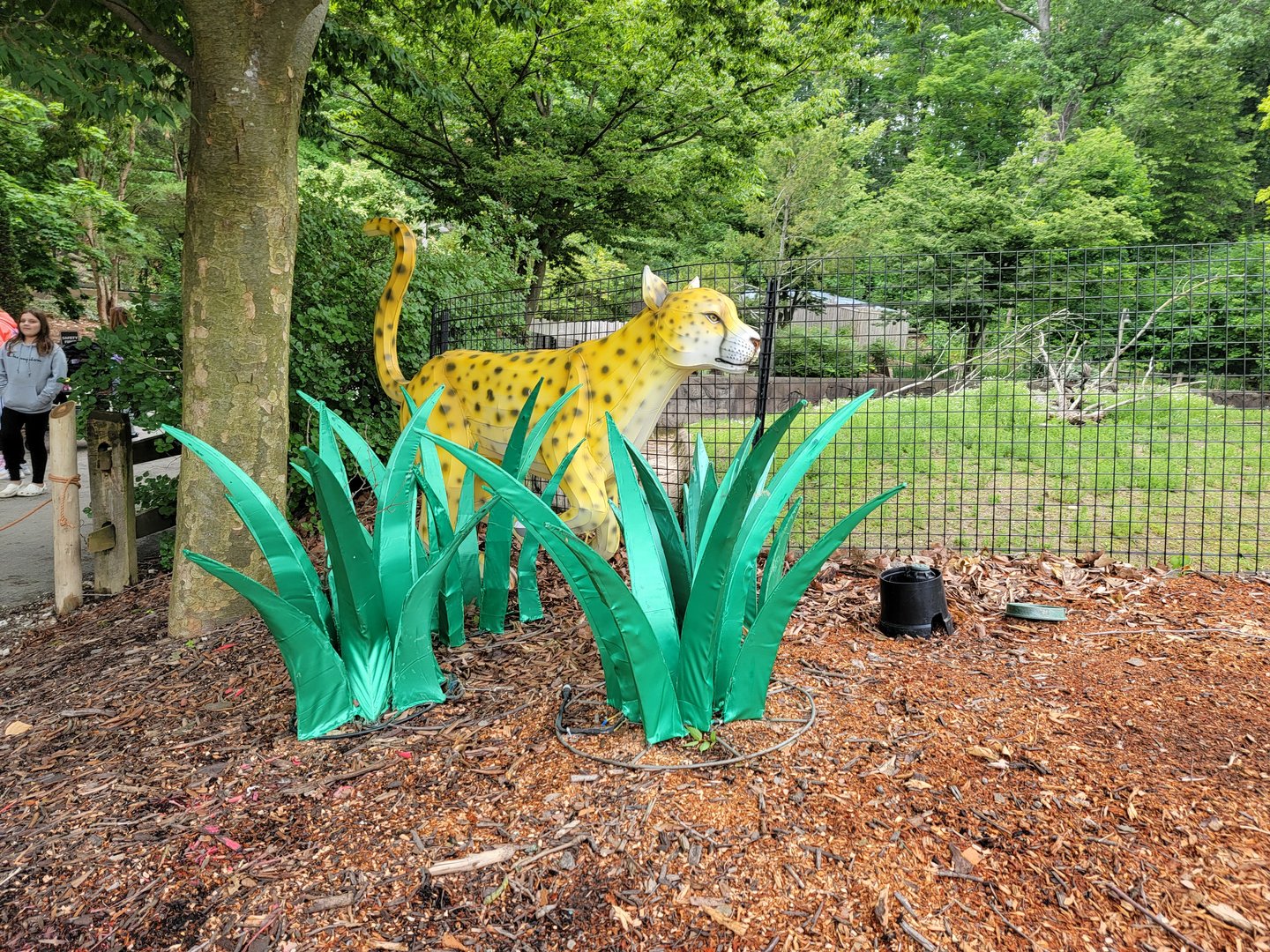 Cleveland Zoo - A cheetah :)