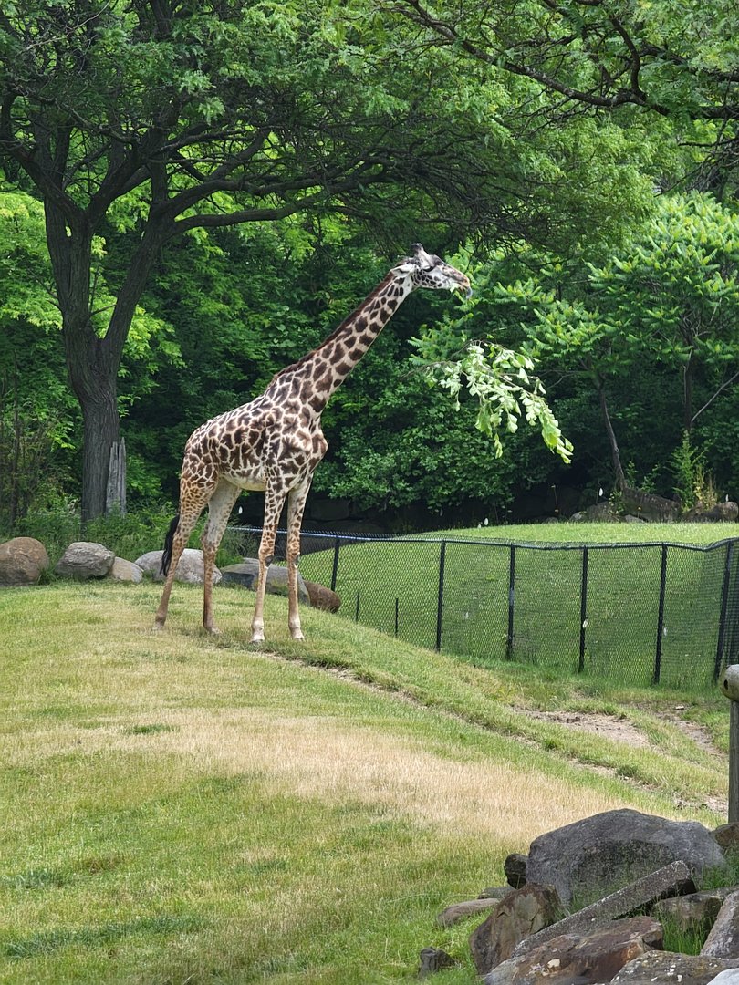Cleveland Zoo - Africa, Giraffe with a big branch